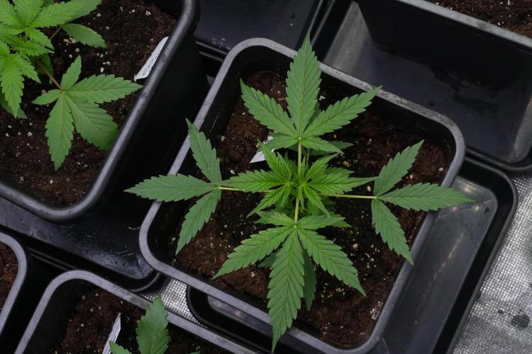Amnesia Haze Auto by Zamnesia Pheno A. Week 3 - Amnesia Haze Auto  Pheno A