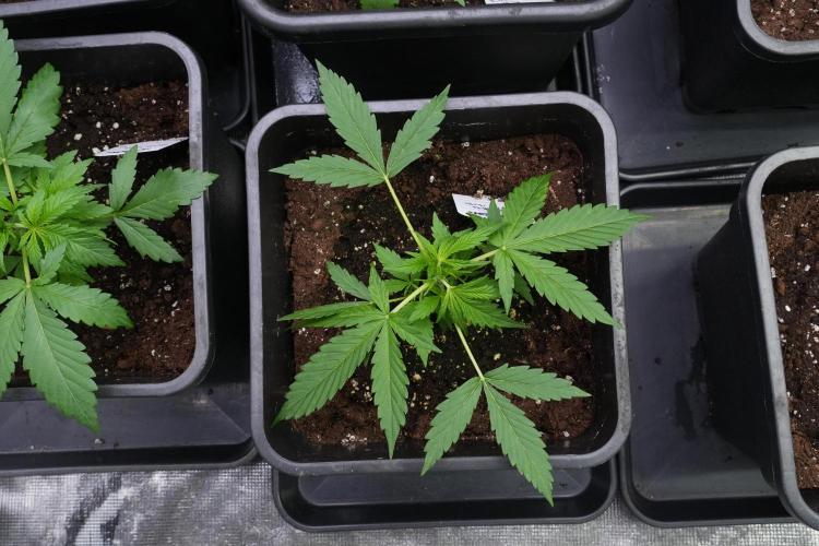 Amnesia Haze Auto by Zamnesia Pheno A. Week 3 - Amnesia Haze Auto  Pheno A