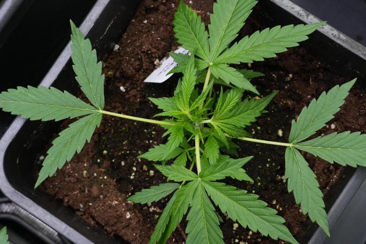 Amnesia Haze Auto by Zamnesia Pheno A. Week 3 - Amnesia Haze Auto  Pheno A LST
