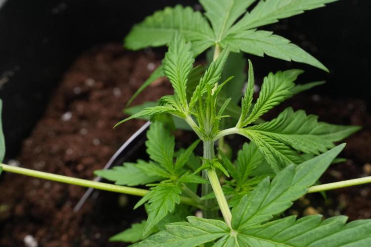 Amnesia Haze Auto by Zamnesia Pheno A. Week 3 - Amnesia Haze Auto  Pheno A LST