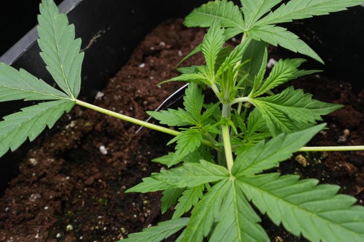 Amnesia Haze Auto by Zamnesia Pheno A. Week 3 - Amnesia Haze Auto  Pheno A LST