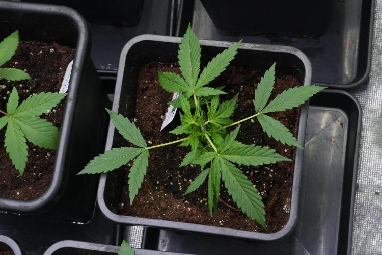 Amnesia Haze Auto by Zamnesia Pheno A. Week 3 - Amnesia Haze Auto  Pheno A LST