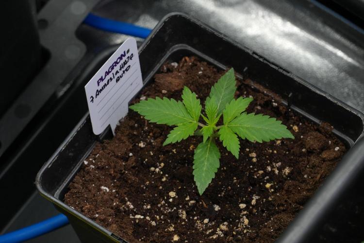 Amnesia Haze Auto by Zamnesia Pheno B. Week 3 - Amnesia Haze Auto  Pheno B