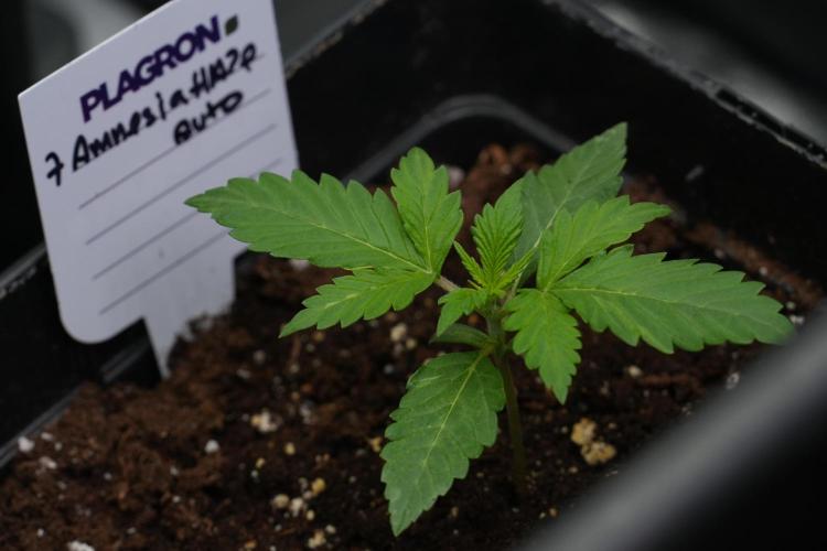 Amnesia Haze Auto by Zamnesia Pheno B. Week 3 - Amnesia Haze Auto  Pheno B