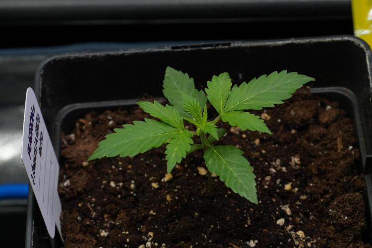 Amnesia Haze Auto by Zamnesia Pheno B. Week 3 - Amnesia Haze Auto  Pheno B