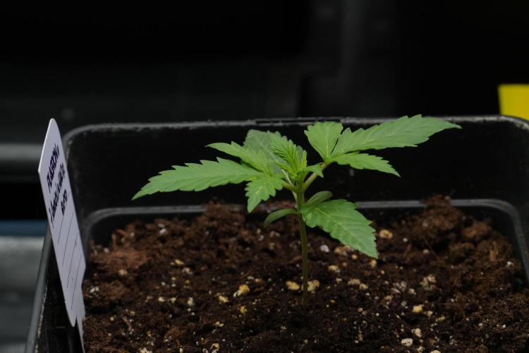 Amnesia Haze Auto by Zamnesia Pheno B. Week 3 - Amnesia Haze Auto  Pheno B