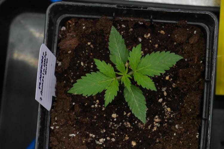 Amnesia Haze Auto by Zamnesia Pheno B. Week 3 - Amnesia Haze Auto  Pheno B