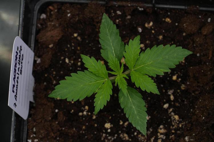 Amnesia Haze Auto by Zamnesia Pheno B. Week 3 - Amnesia Haze Auto  Pheno B