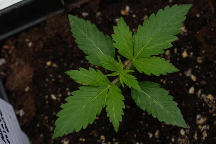 Amnesia Haze Auto by Zamnesia Pheno B. Week 3 - Amnesia Haze Auto  Pheno B