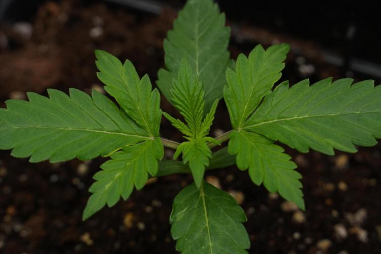 Amnesia Haze Auto by Zamnesia Pheno B. Week 3 - Amnesia Haze Auto  Pheno B