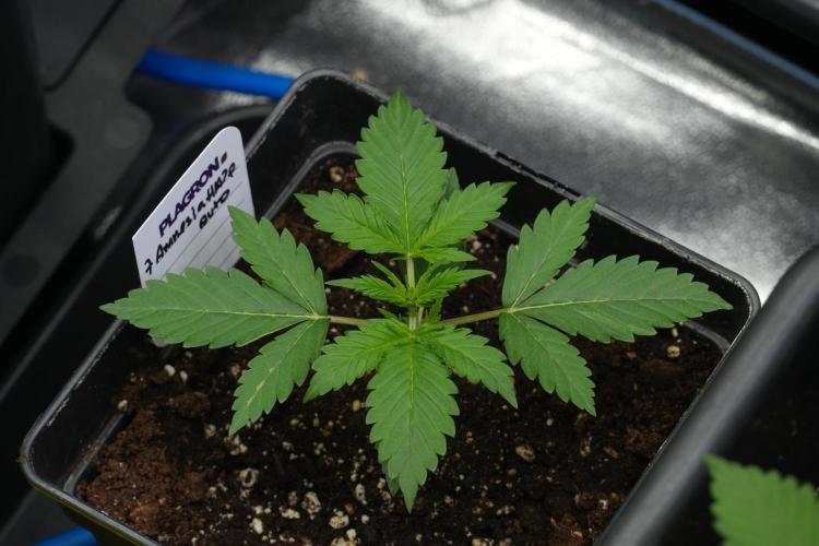Amnesia Haze Auto by Zamnesia Pheno B. Week 3 - Amnesia Haze Auto  Pheno B