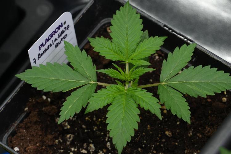 Amnesia Haze Auto by Zamnesia Pheno B. Week 3 - Amnesia Haze Auto  Pheno B