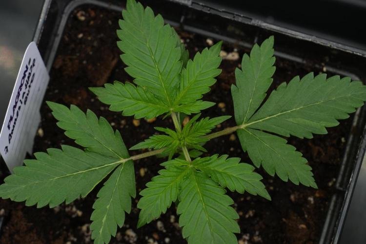 Amnesia Haze Auto by Zamnesia Pheno B. Week 3 - Amnesia Haze Auto  Pheno B