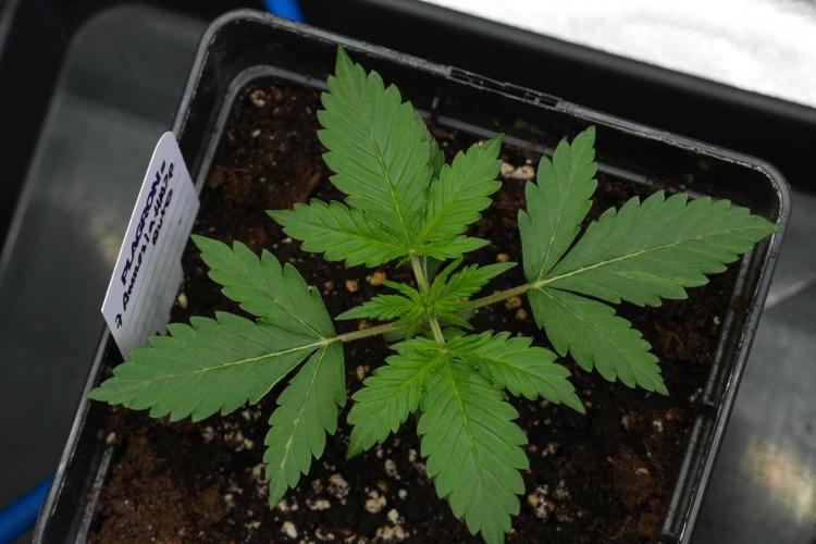 Amnesia Haze Auto by Zamnesia Pheno B. Week 3 - Amnesia Haze Auto  Pheno B