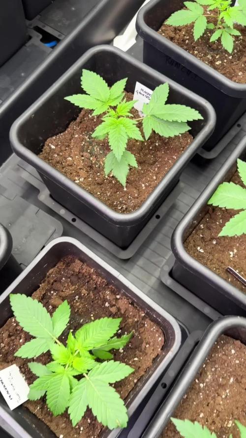 Amnesia Haze Auto by Zamnesia Pheno B