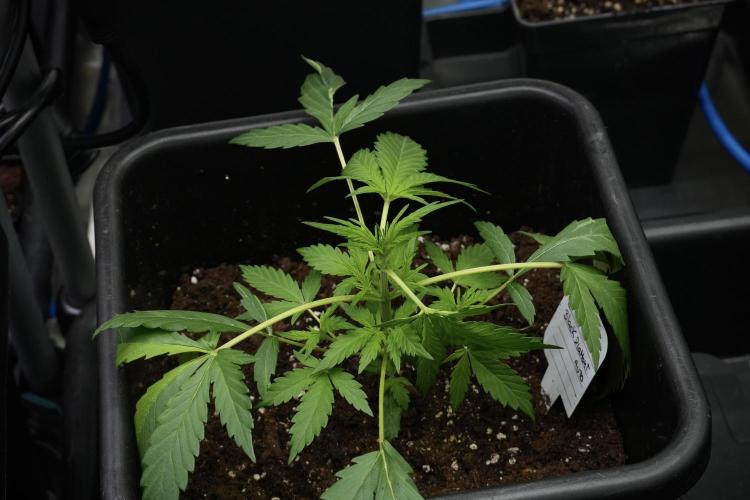 Black Diamont Auto By Zamnesia Pheno A. Week 3 - Black Diamont Auto  Pheno A 