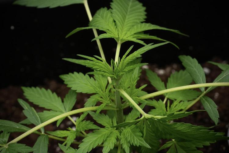 Black Diamont Auto By Zamnesia Pheno A. Week 3 - Black Diamont Auto  Pheno A 