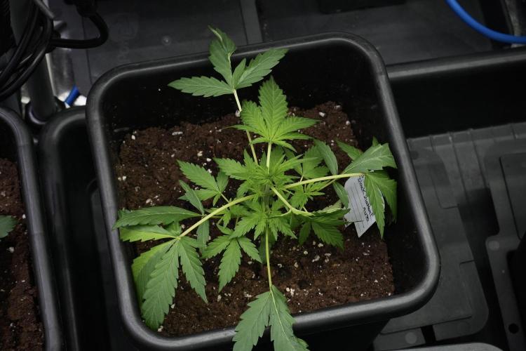 Black Diamont Auto By Zamnesia Pheno A. Week 3 - Black Diamont Auto  Pheno A 