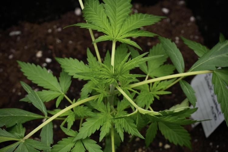 Black Diamont Auto By Zamnesia Pheno A. Week 3 - Black Diamont Auto  Pheno A 