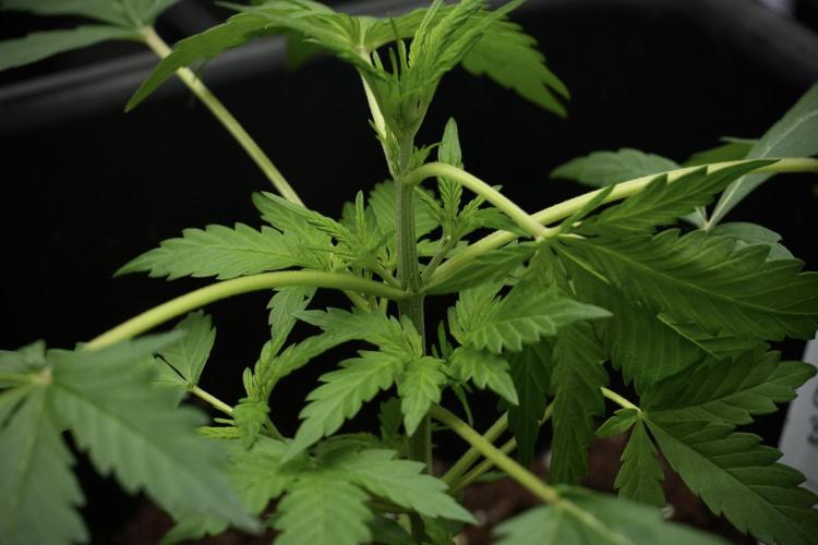 Black Diamont Auto By Zamnesia Pheno A. Week 3 - Black Diamont Auto  Pheno A 