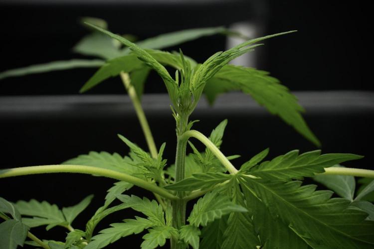 Black Diamont Auto By Zamnesia Pheno A. Week 3 - Black Diamont Auto  Pheno A 