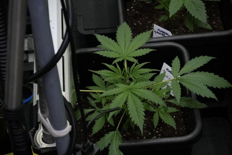 Black Diamont Auto By Zamnesia Pheno A. Week 3 - Black Diamont Auto  Pheno A 