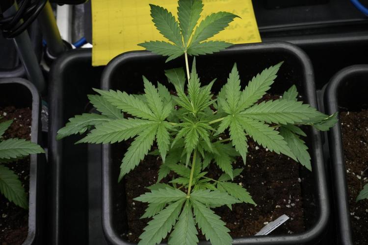 Black Diamont Auto By Zamnesia Pheno A. Week 3 - Black Diamont Auto  Pheno A 