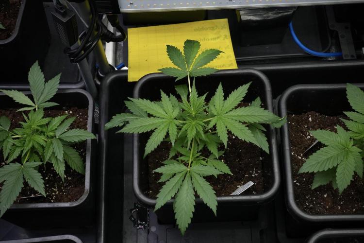 Black Diamont Auto By Zamnesia Pheno A. Week 3 - Black Diamont Auto  Pheno A 