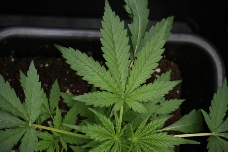 Black Diamont Auto By Zamnesia Pheno A. Week 3 - Black Diamont Auto  Pheno A 