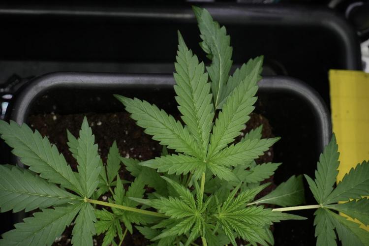 Black Diamont Auto By Zamnesia Pheno A. Week 3 - Black Diamont Auto  Pheno A 