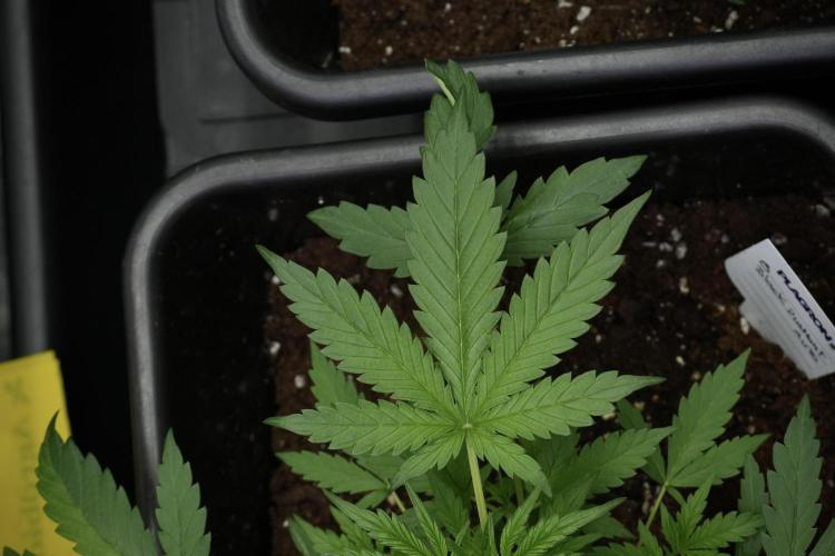 Black Diamont Auto By Zamnesia Pheno A. Week 3 - Black Diamont Auto  Pheno A 