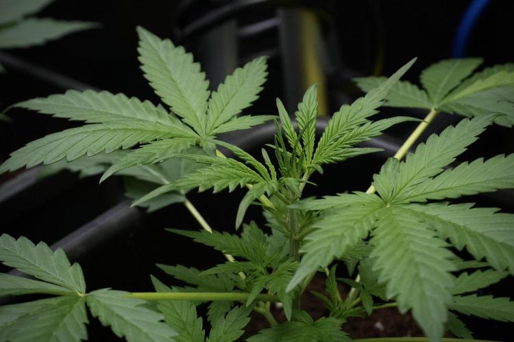 Black Diamont Auto By Zamnesia Pheno A. Week 3 - Black Diamont Auto  Pheno A 