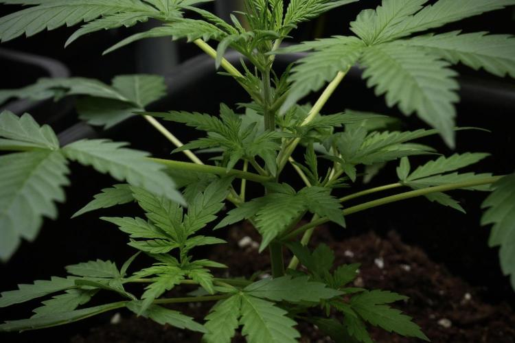 Black Diamont Auto By Zamnesia Pheno A. Week 3 - Black Diamont Auto  Pheno A 