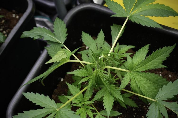 Black Diamont Auto By Zamnesia Pheno A. Week 3 - Black Diamont Auto  Pheno A 
