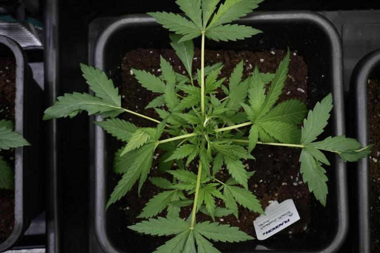 Black Diamont Auto By Zamnesia Pheno A. Week 3 - Black Diamont Auto  Pheno A 