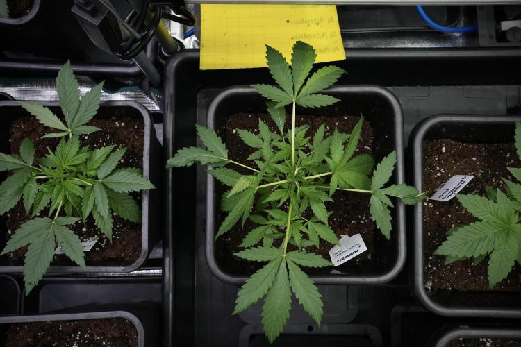 Black Diamont Auto By Zamnesia Pheno A. Week 3 - Black Diamont Auto  Pheno A 