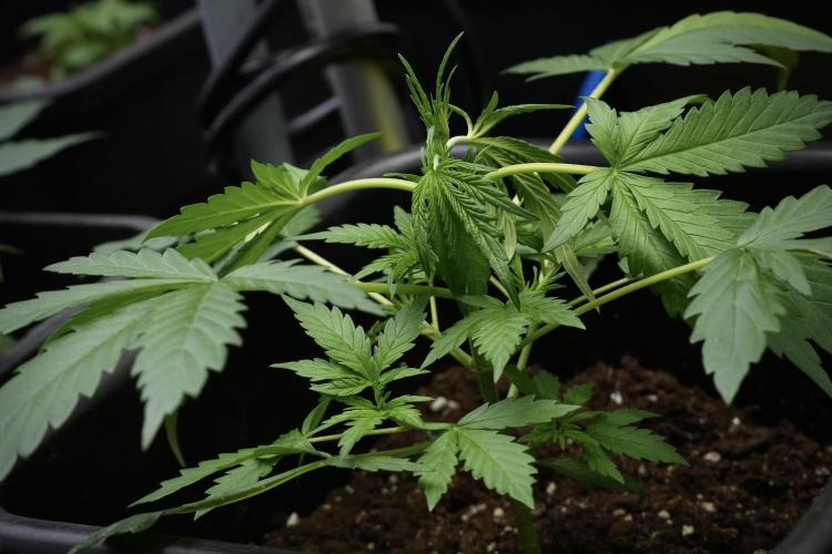 Black Diamont Auto By Zamnesia Pheno A. Week 3 - Black Diamont Auto  Pheno A 