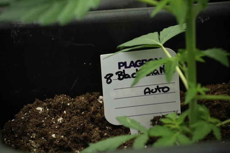 Pheno B Black Diamont Auto By Zamnesia. Week 3 - Black Diamont Auto Plant B