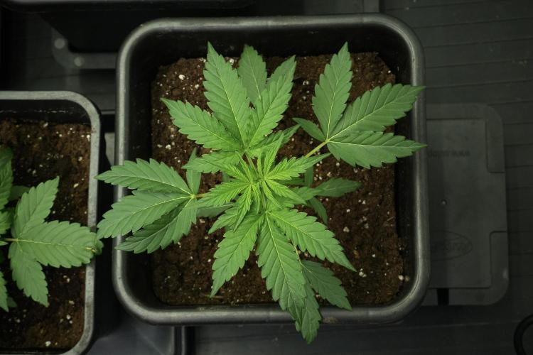 Pheno B Black Diamont Auto By Zamnesia. Week 3 - Black Diamont Auto Plant B