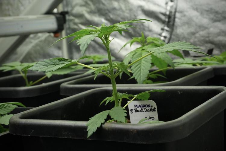Pheno B Black Diamont Auto By Zamnesia. Week 3 - Black Diamont Auto Plant B