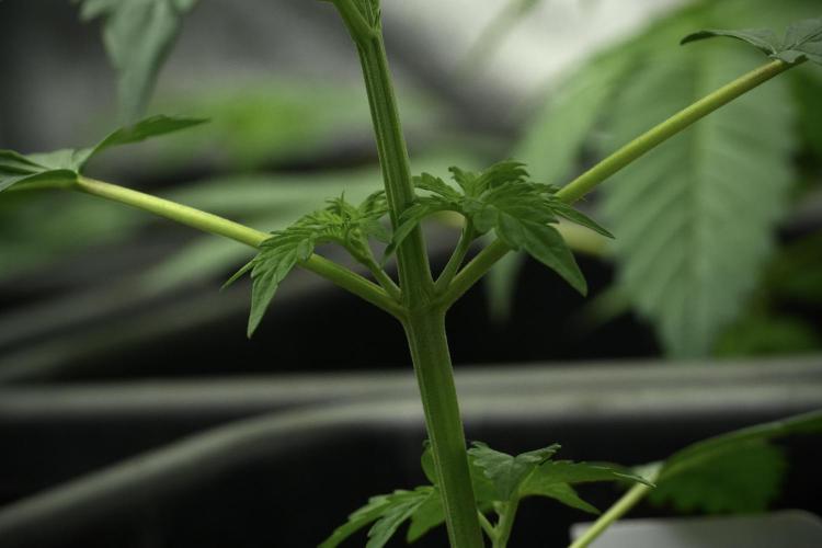 Pheno B Black Diamont Auto By Zamnesia. Week 3 - Black Diamont Auto Plant B