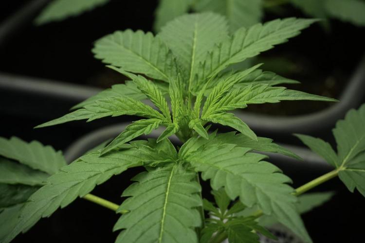 Pheno B Black Diamont Auto By Zamnesia. Week 3 - Black Diamont Auto Plant B