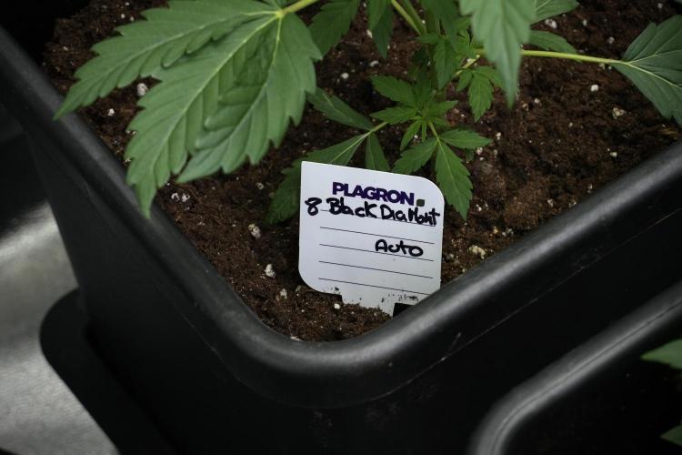 Pheno B Black Diamont Auto By Zamnesia. Week 3 - Black Diamont Auto Plant B