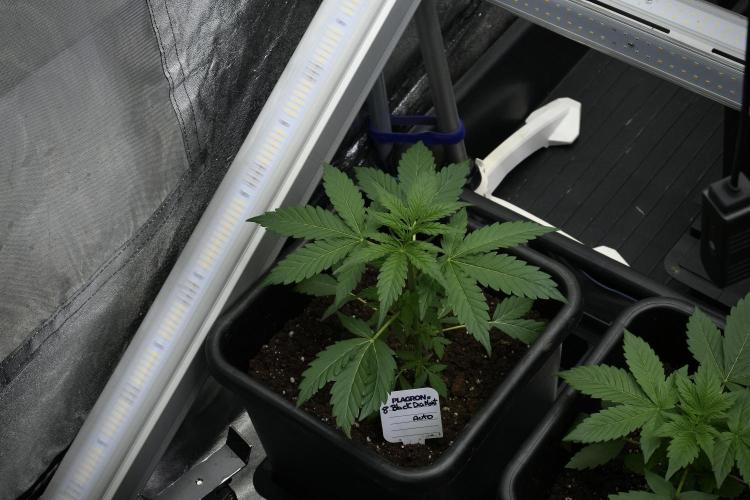 Pheno B Black Diamont Auto By Zamnesia. Week 3 - Black Diamont Auto Plant B