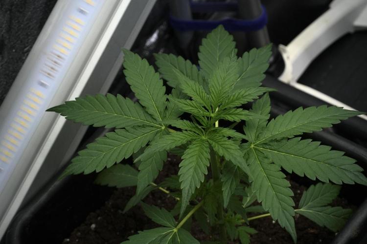 Pheno B Black Diamont Auto By Zamnesia. Week 3 - Black Diamont Auto Plant B