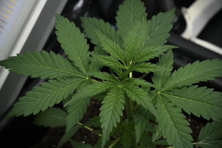 Pheno B Black Diamont Auto By Zamnesia. Week 3 - Black Diamont Auto Plant B