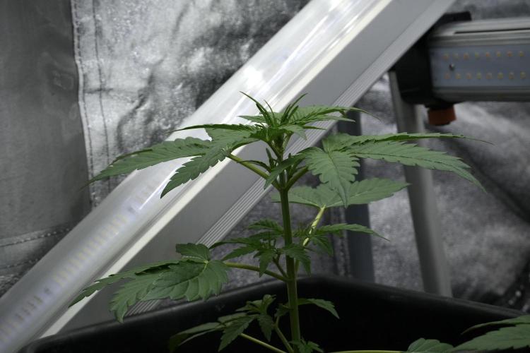 Pheno B Black Diamont Auto By Zamnesia. Week 3 - Black Diamont Auto Plant B