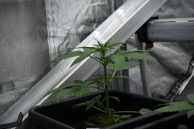 Pheno B Black Diamont Auto By Zamnesia. Week 3 - Black Diamont Auto Plant B