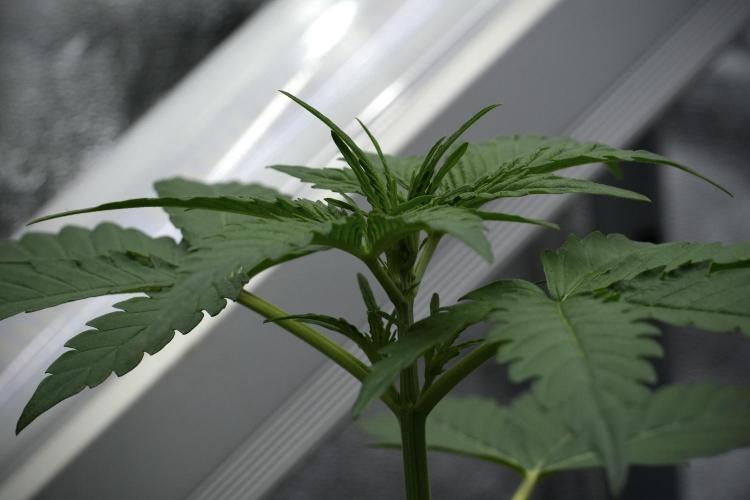 Pheno B Black Diamont Auto By Zamnesia. Week 3 - Black Diamont Auto Plant B