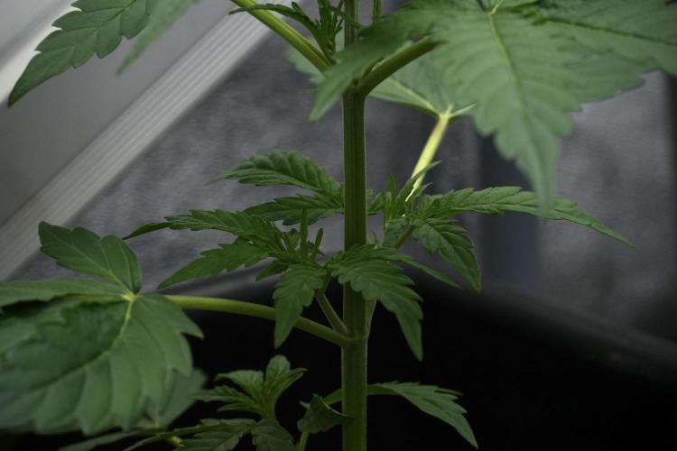 Pheno B Black Diamont Auto By Zamnesia. Week 3 - Black Diamont Auto Plant B